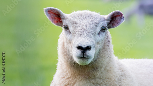 sheep (Ovis aries)  in the field