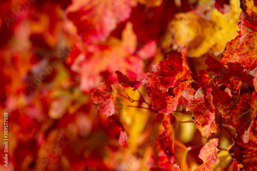 vines in autumn lambrusco grasparossa castelvetro photo