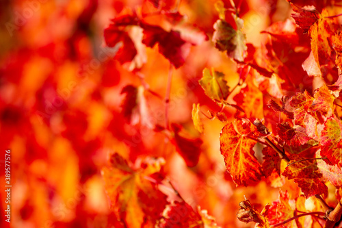 vines in autumn lambrusco grasparossa castelvetro photo