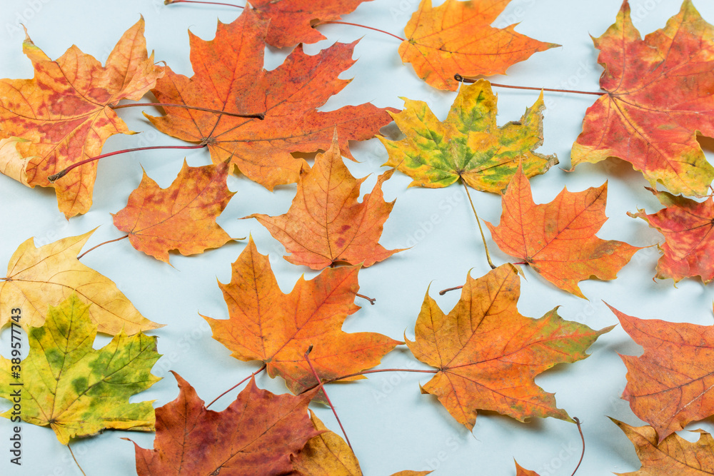 Autumn maple leaf isolated on white background with clipping path