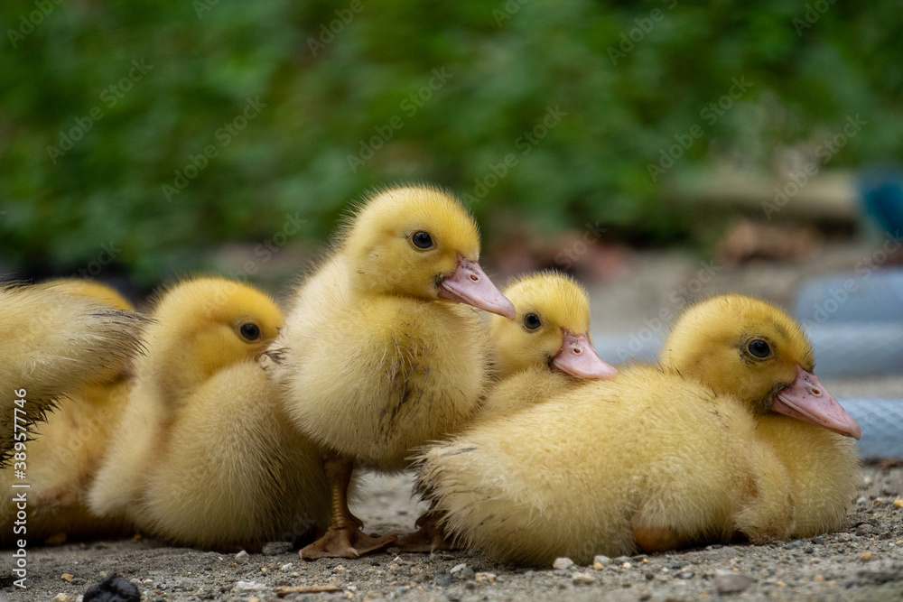 Cute ducklings are hanging out with their brother. 