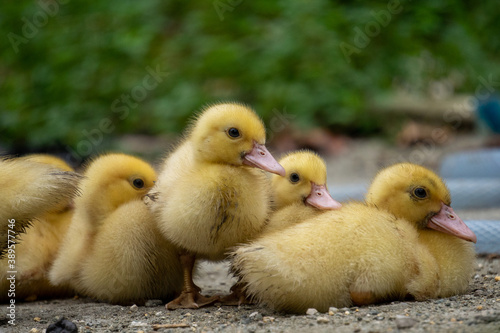 Cute ducklings are hanging out with their brother. 