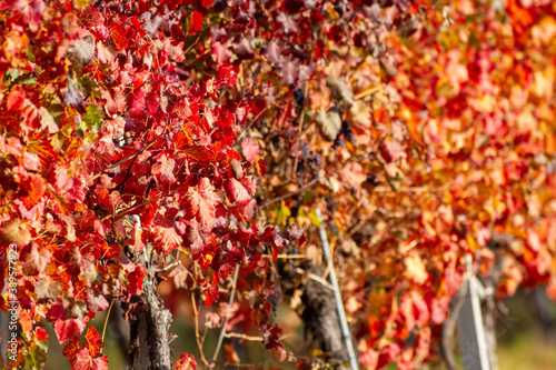 vines in autumn lambrusco grasparossa castelvetro photo