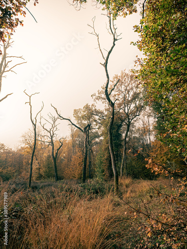 Autumn colors and golden fall leaves and trees in a misty atmospheric forest in Switzerland.