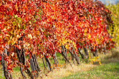 vines in autumn lambrusco grasparossa castelvetro photo