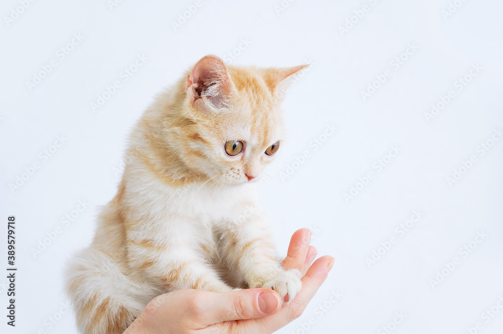 Small beige Scottish kitten in hands of a Caucasian woman.