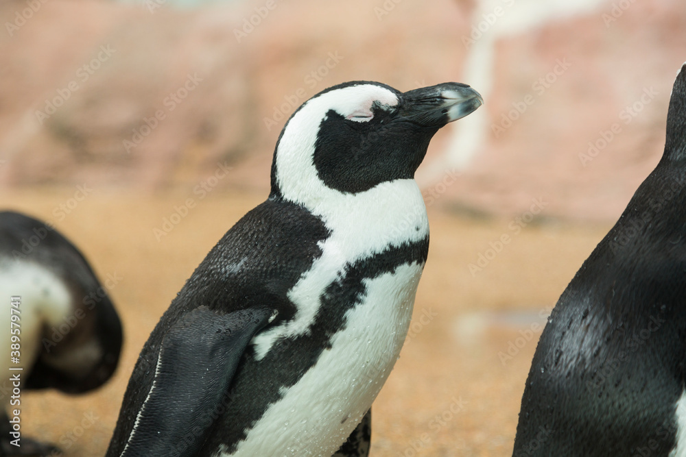 Naklejka premium ケープペンギン