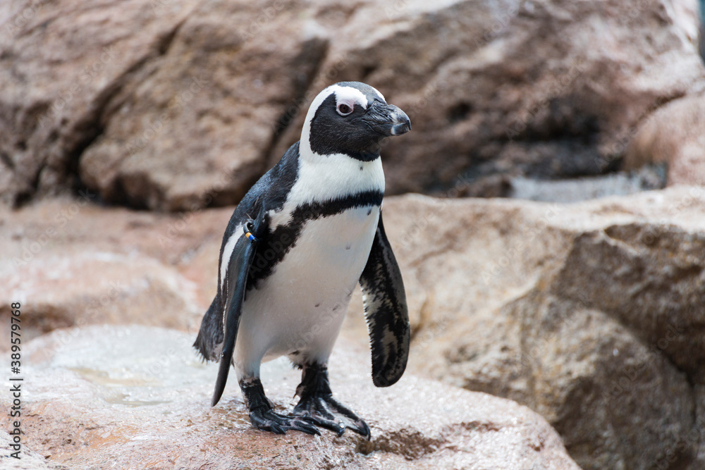 Naklejka premium ケープペンギン