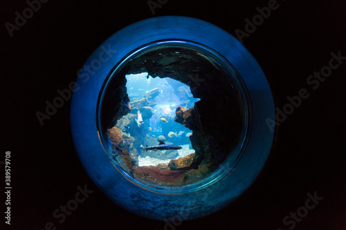 魚眼レンズの向こうの水族館 © Paylessimages