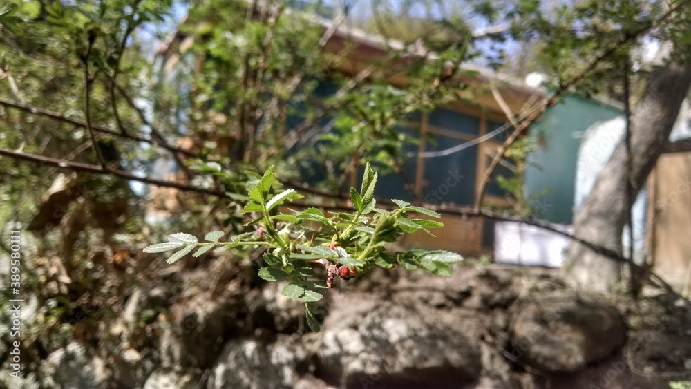 Obraz premium Rose bud leaves 