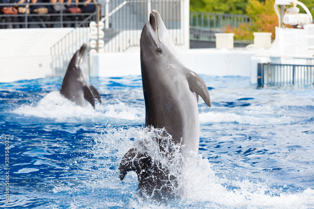 Fototapeta premium 立ち泳ぐイルカ