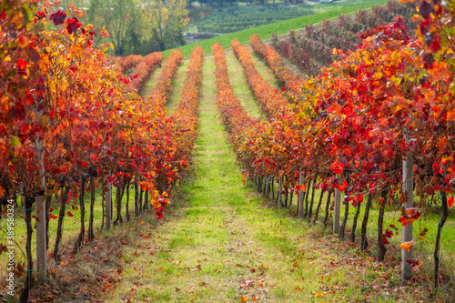 vines in autumn lambrusco grasparossa castelvetro