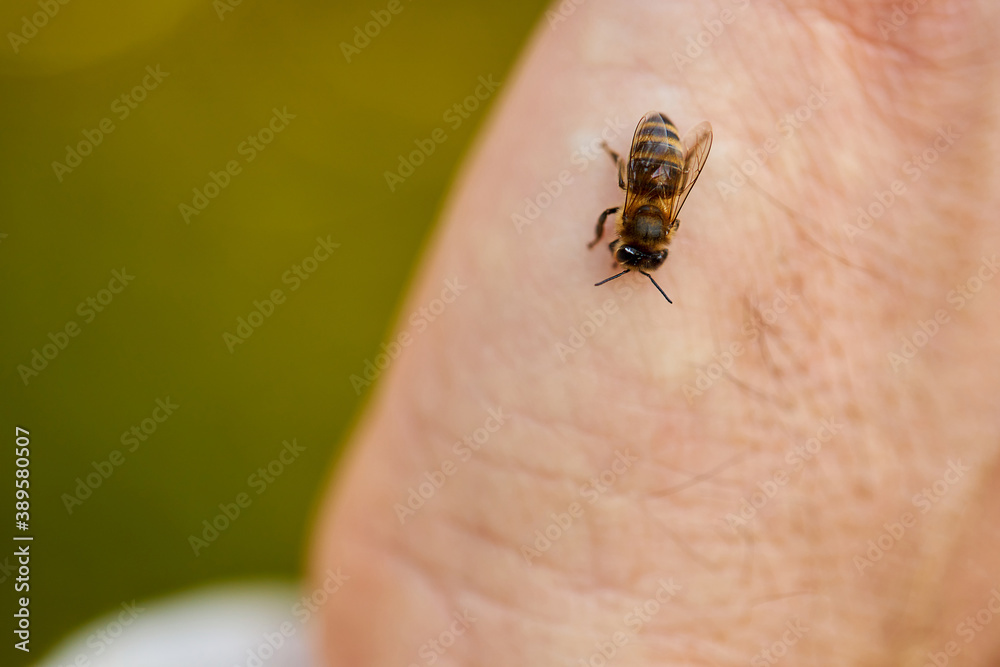 honeybee sitting on human skin, attack. close-up photo honeybee sitting on human skin, attack. close-up photo