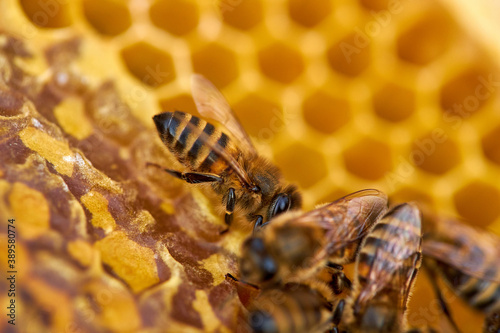 a lot of bees piled it into cells, in comb contains nectar, honey and pollen. close-up