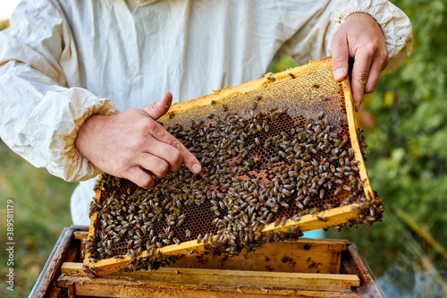 hardworking beekeeper checking honey bees in a beehive on honeycomb, swarm of bee worker in a beehive, man in protective suit