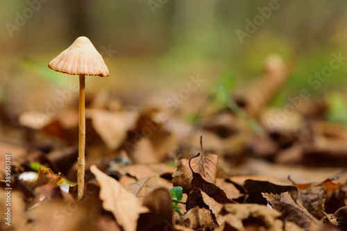 small forest white mushroom in dry autumn leaves
