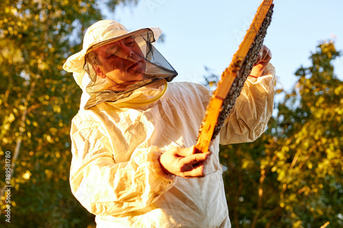 hardworking beekeeper checking honey bees in a beehive on honeycomb, swarm of bee worker in a beehive, man in protective suit © Roman