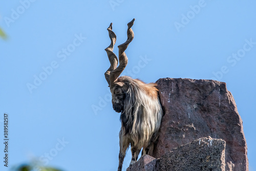 Markhor (Capra falconeri) photo