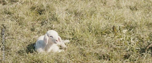 Lamb little young sheep rest lay on grass field autumn on animal farm	