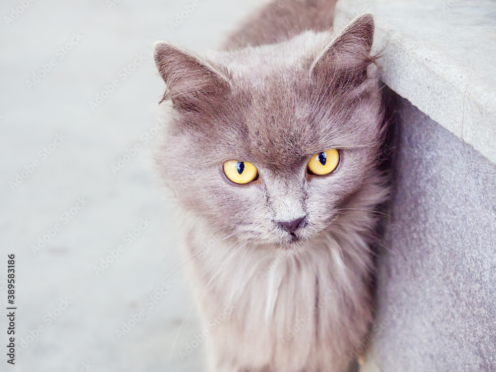 A gray fluffy cat with yellow eyes stands near the curb. Closeup photos