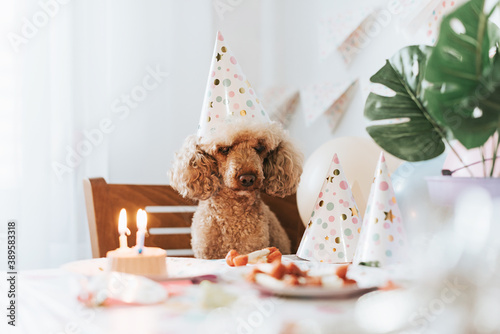 Sticker apricot poodle dog celebrates its birthday with cake, bones and candles