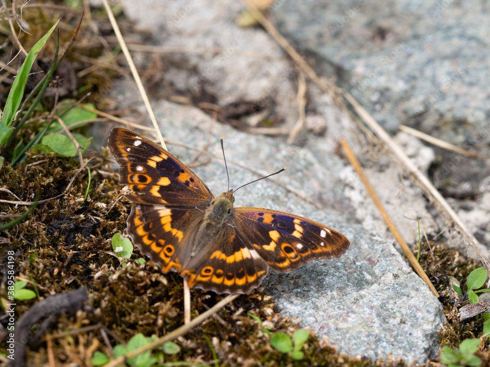 Lesser purple emperor butterfly (Apatura ilia) Lesser purple emperor butterfly (Apatura ilia)