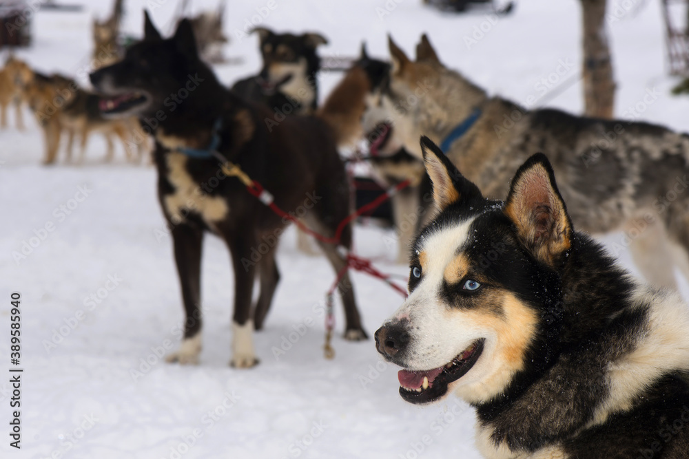 Husky sled dog bound in chains, eagerly waiting, in Lapland, Finland. Husky sled dog bound in chains, eagerly waiting, in Lapland, Finland.