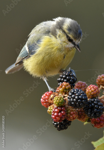 herrerillo en la zarzamora