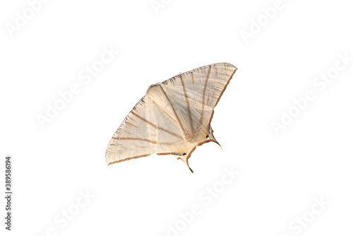 A beautiful moth isolated on white background   Night butterfly