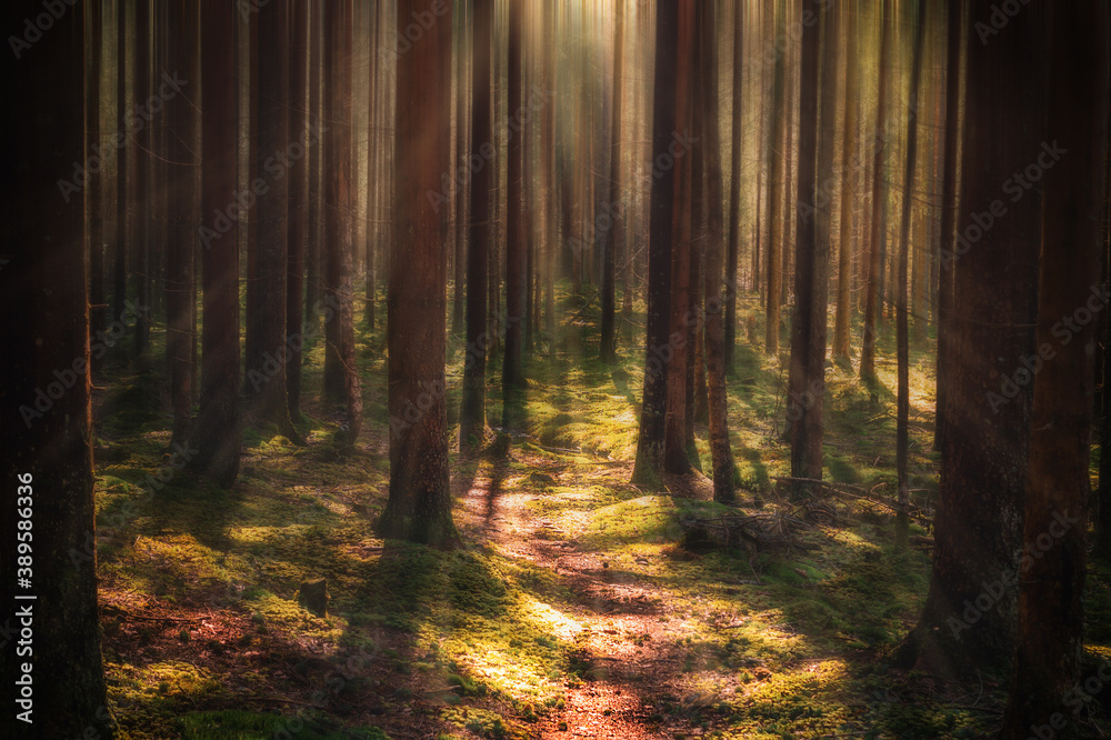 Obraz premium Motion blur dreamy forest landscape