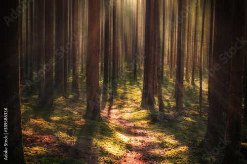 Fototapeta Naklejka Na Ścianę i Meble -  Motion blur dreamy forest landscape