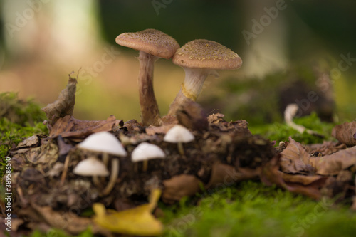 close-up of mushrooms in the woods