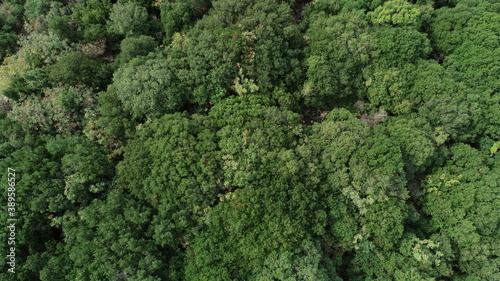 Aerial shot of trees in the forest. Top view of nature and trees