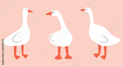 Vector illustration with geese. Cute cartoon characters.