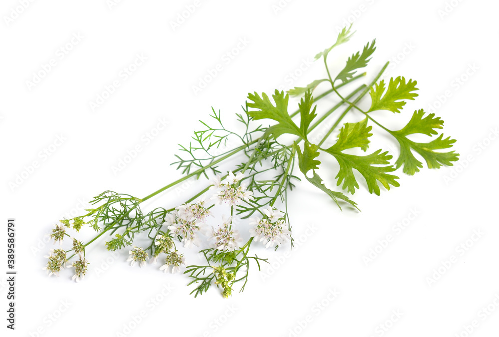 Coriander. It is also known as Chinese parsley, dhania or cilantro. Plant Isolated Coriander. It is also known as Chinese parsley, dhania or cilantro. Plant Isolated