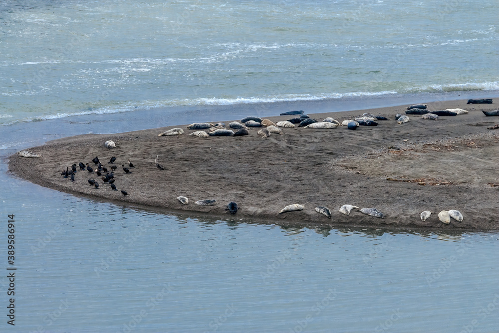 Fototapeta premium Common Seal (Phoca vitulina) in Bodega Bay, California, USA
