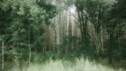 mystischer Wald, Märchenwald mit Birken © blaustern fotografie