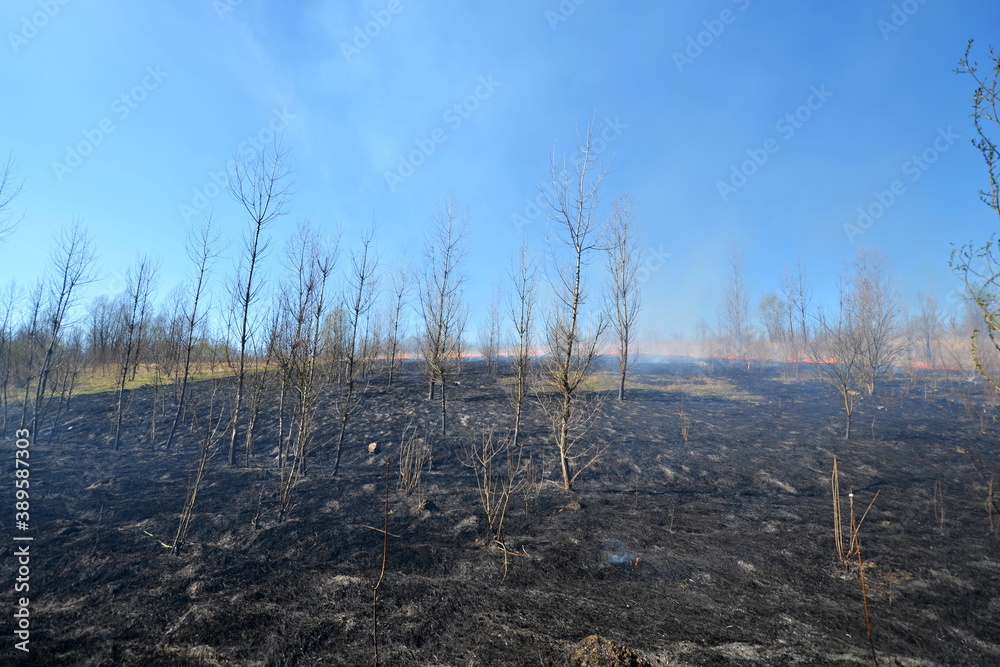 Burnt field of dry grass with a line of flames in the background
Burnt field of dry grass with a line of flames in the background