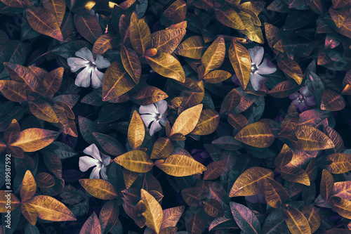 Beautiful spring wild meadow periwinkle leaves and flowers texture, golden an...