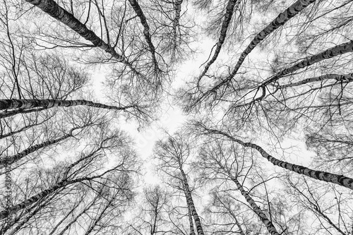 Low angle view looking up at birch trees