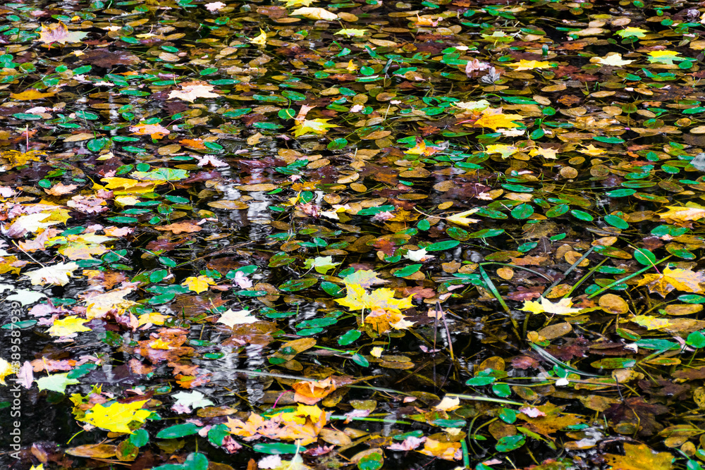 Abstract autumn background, yellow and green leaves on the water