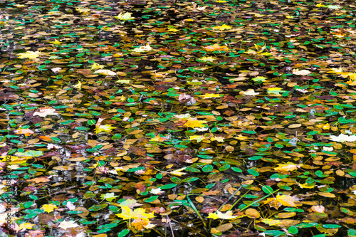 Abstract autumn background, yellow and green leaves on the water