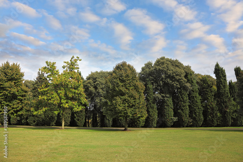 A grassy lawn and a dense forest