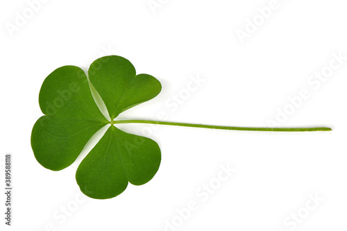 Green clover leaf isolated