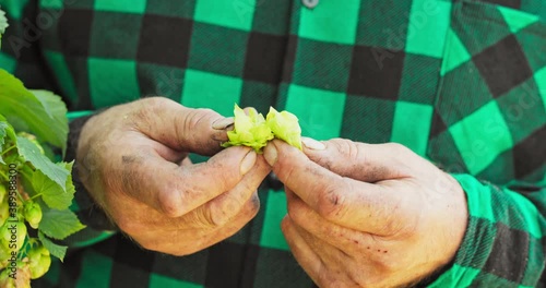 Close-up of male hands inspecting a hop cone used in making beer. An elderly farmer smells flowers of hop plants used in making craft rganic beer. photo