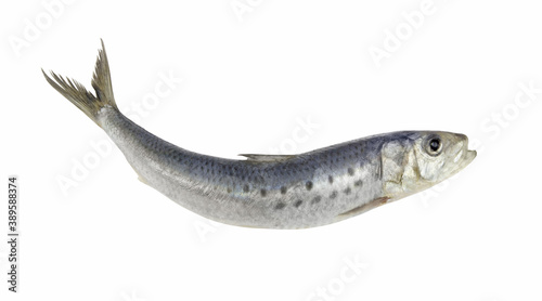 Sardine fish isolated on white background	
