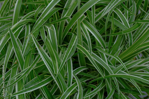 green grass with borders closeup. Natural background. top view. Copy space
