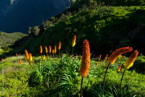 RED HOT POKER (Kniphofia uvaria), Parque Nacional Montañas Simien, Etiopia, Africa photo