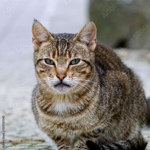 beautiful stray cat portrait on the street