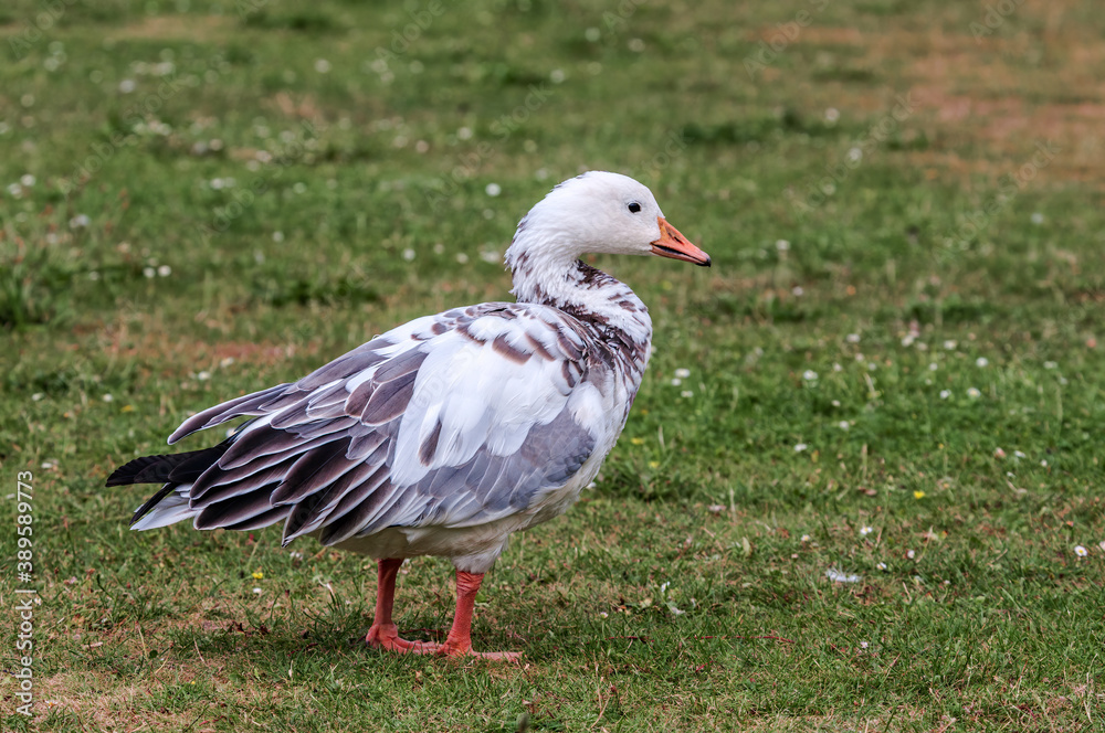 Blue Goose (Anser caerulescens) in park, Keil, Schleswig-Holstein, Germany Blue Goose (Anser caerulescens) in park, Keil, Schleswig-Holstein, Germany